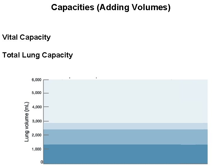 Capacities (Adding Volumes) Vital Capacity Total Lung Capacity 