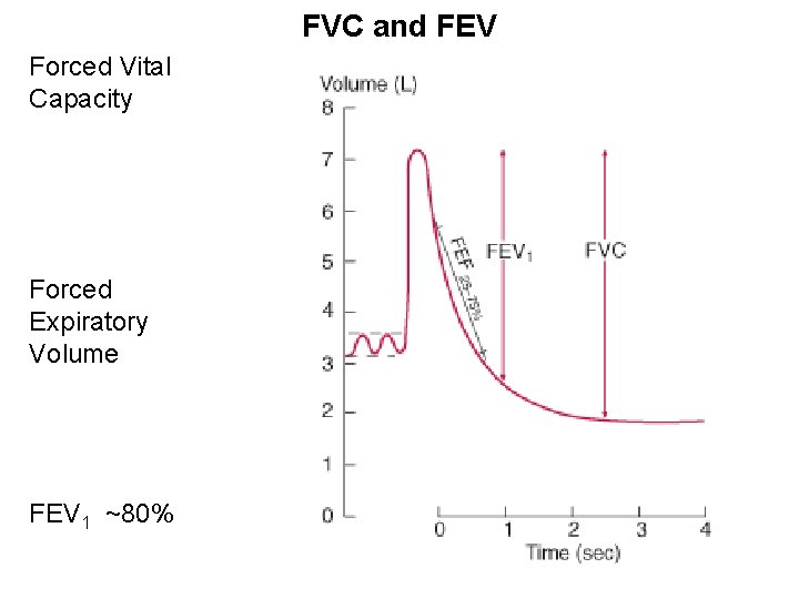 FVC and FEV Forced Vital Capacity Forced Expiratory Volume FEV 1 ~80% 