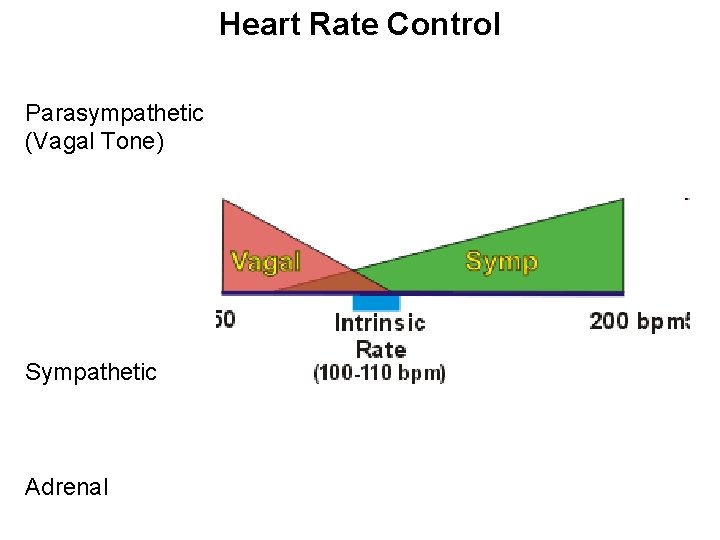 Heart Rate Control Parasympathetic (Vagal Tone) Sympathetic Adrenal 