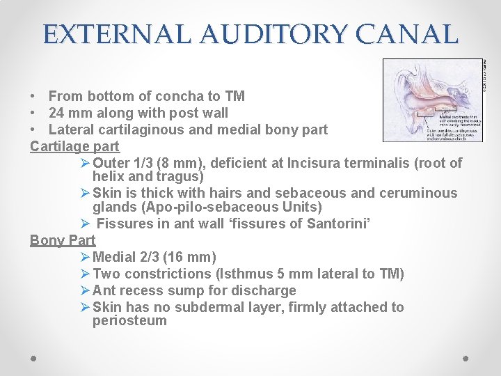 EXTERNAL AUDITORY CANAL • From bottom of concha to TM • 24 mm along