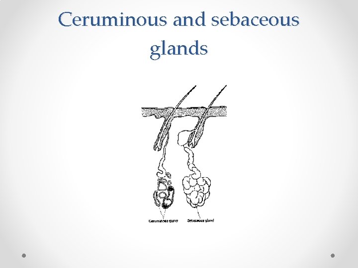 Ceruminous and sebaceous glands 