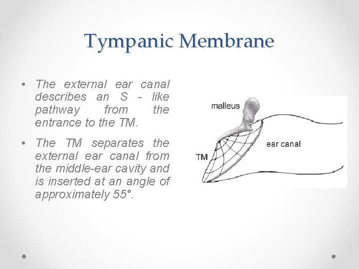 Tympanic Membrane • The external ear canal describes an S - like pathway from