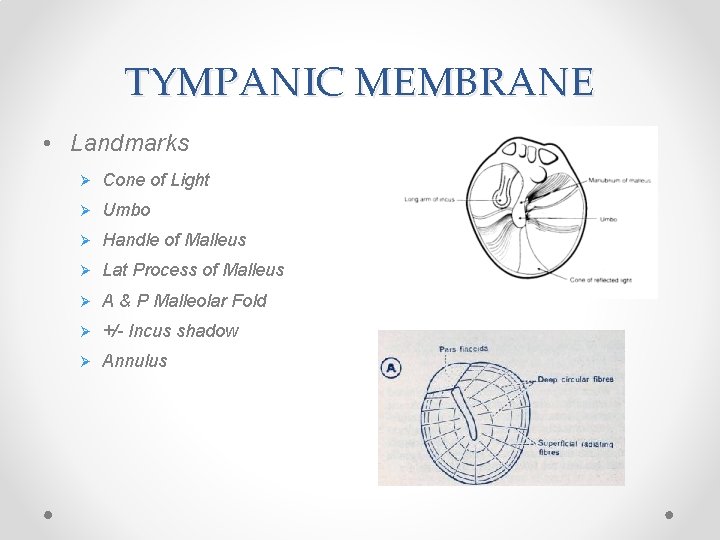 TYMPANIC MEMBRANE • Landmarks Ø Cone of Light Ø Umbo Ø Handle of Malleus