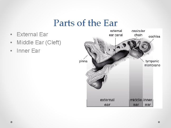 Parts of the Ear • External Ear • Middle Ear (Cleft) • Inner Ear