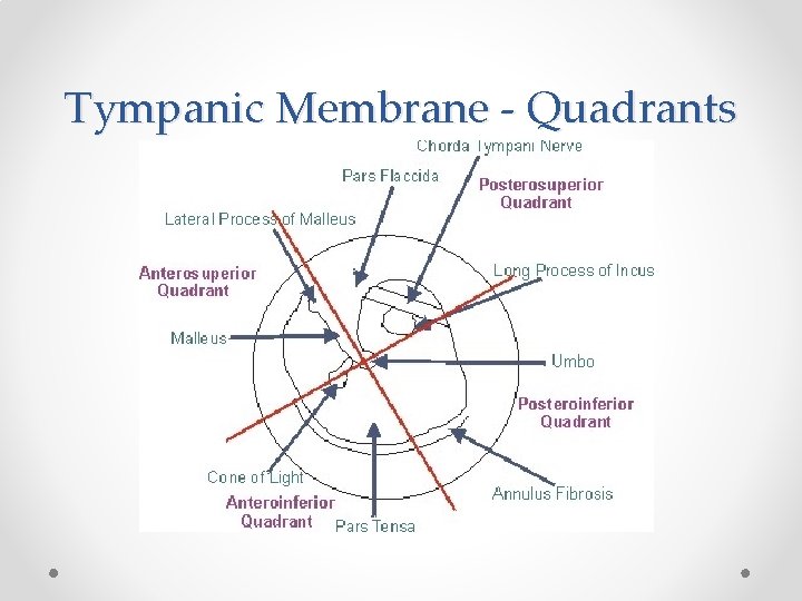 Tympanic Membrane - Quadrants 