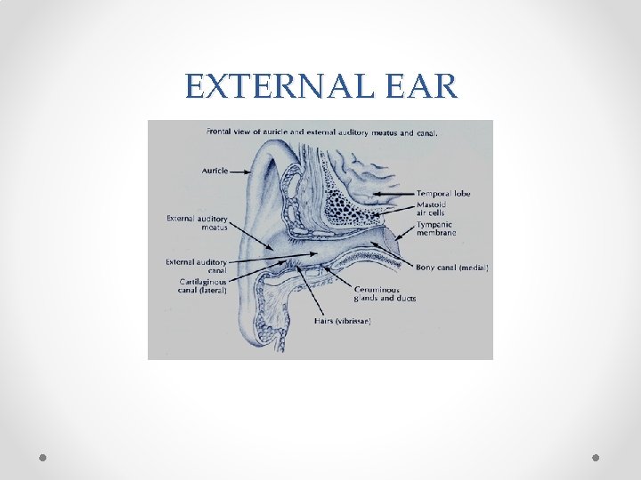 EXTERNAL EAR 