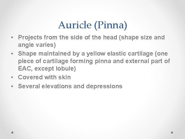 Auricle (Pinna) • Projects from the side of the head (shape size and angle