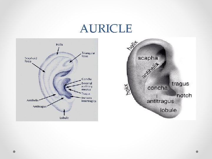 AURICLE 