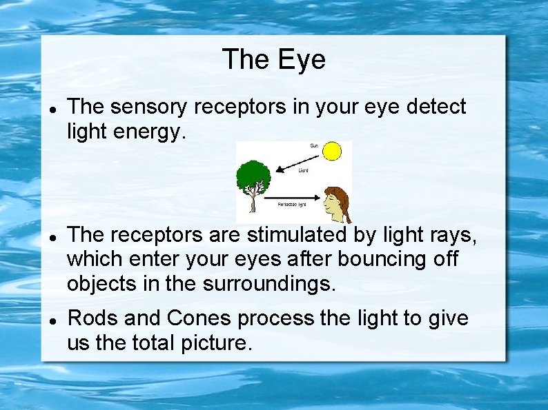 The Eye The sensory receptors in your eye detect light energy. The receptors are