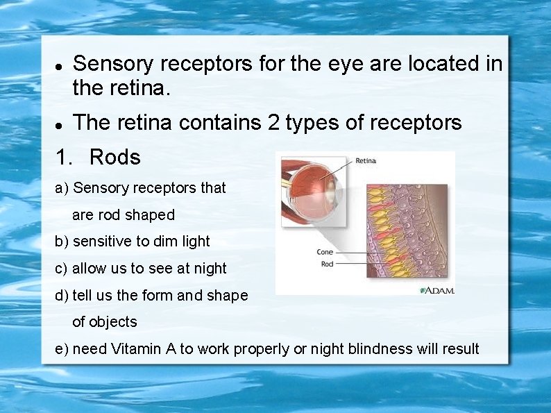  Sensory receptors for the eye are located in the retina. The retina contains