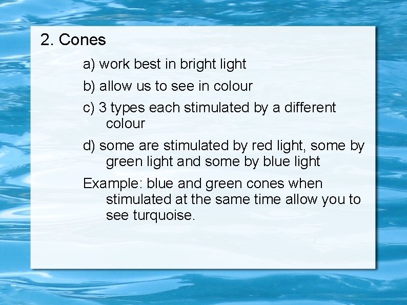 2. Cones a) work best in bright light b) allow us to see in