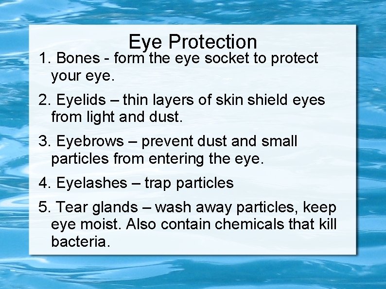 Eye Protection 1. Bones - form the eye socket to protect your eye. 2.