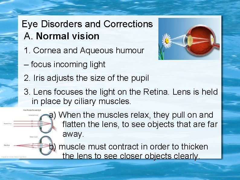 Eye Disorders and Corrections A. Normal vision 1. Cornea and Aqueous humour – focus