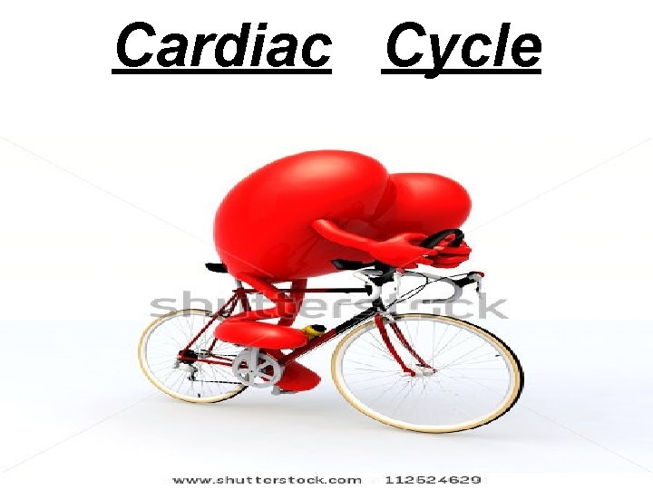 Cardiac Cycle 