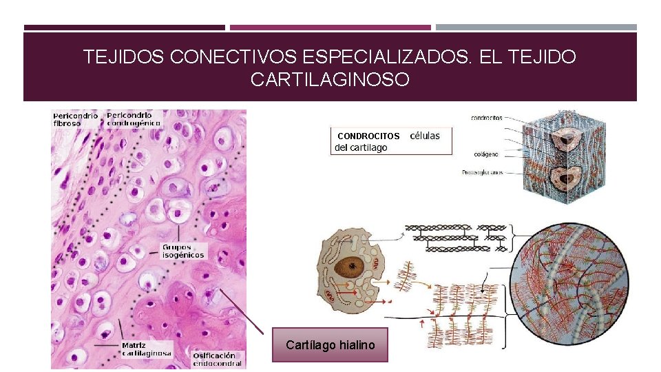 TEJIDOS CONECTIVOS ESPECIALIZADOS. EL TEJIDO CARTILAGINOSO CONDROCITOS Cartílago hialino 