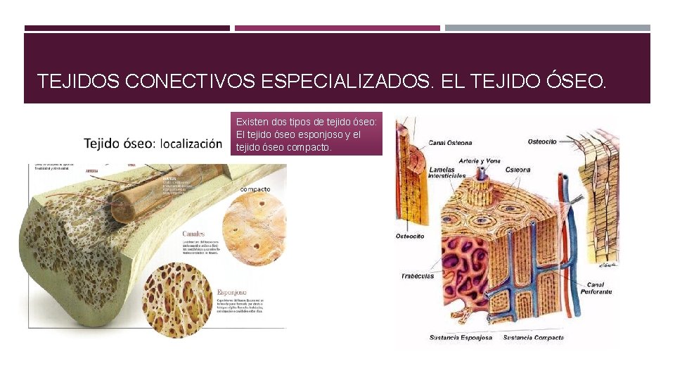 TEJIDOS CONECTIVOS ESPECIALIZADOS. EL TEJIDO ÓSEO. Existen dos tipos de tejido óseo: El tejido