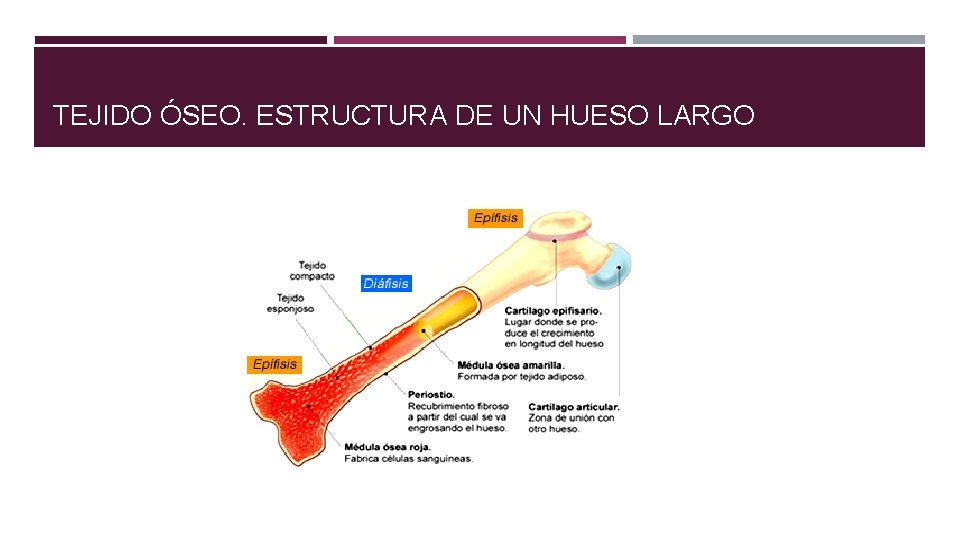 TEJIDO ÓSEO. ESTRUCTURA DE UN HUESO LARGO 