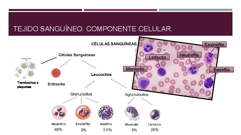 TEJIDO SANGUÍNEO. COMPONENTE CELULAR. Eosinófilo Linfocito Monocito Trombocitos o plaquetas Neutrófilo Basófilo 