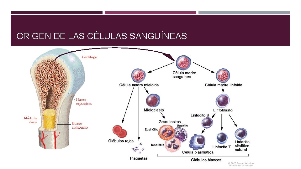 ORIGEN DE LAS CÉLULAS SANGUÍNEAS 