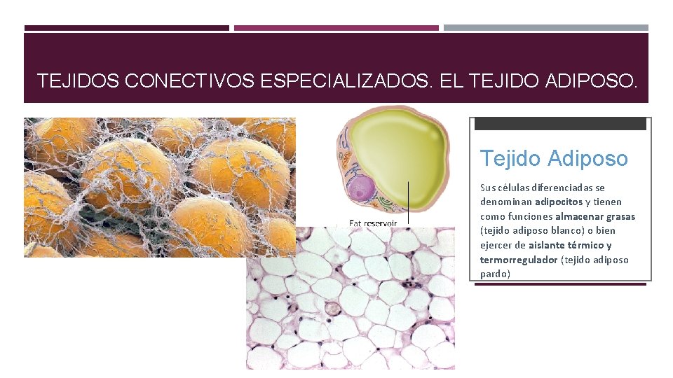 TEJIDOS CONECTIVOS ESPECIALIZADOS. EL TEJIDO ADIPOSO. Tejido Adiposo Sus células diferenciadas se denominan adipocitos