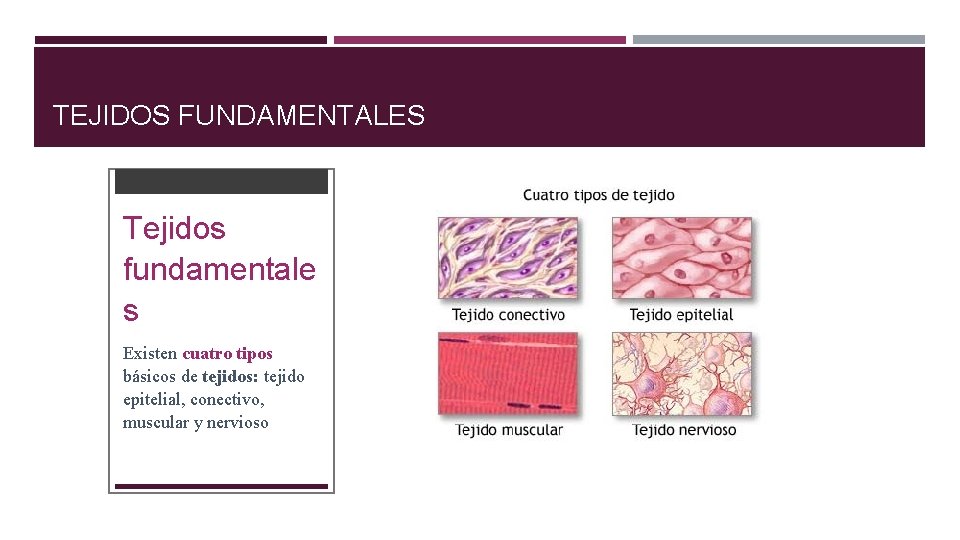 TEJIDOS FUNDAMENTALES Tejidos fundamentale s Existen cuatro tipos básicos de tejidos: tejido epitelial, conectivo,