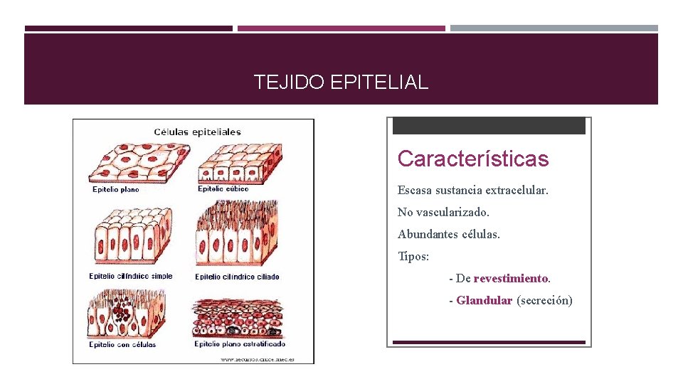 TEJIDO EPITELIAL Características Escasa sustancia extracelular. No vascularizado. Abundantes células. Tipos: - De revestimiento.