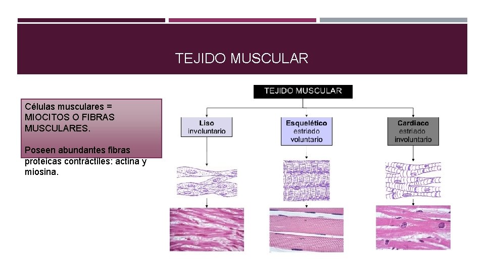 TEJIDO MUSCULAR Células musculares = MIOCITOS O FIBRAS MUSCULARES. Poseen abundantes fibras proteicas contráctiles: