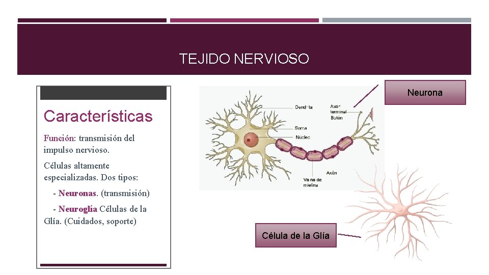 TEJIDO NERVIOSO Neurona Características Función: transmisión del impulso nervioso. Células altamente especializadas. Dos tipos: