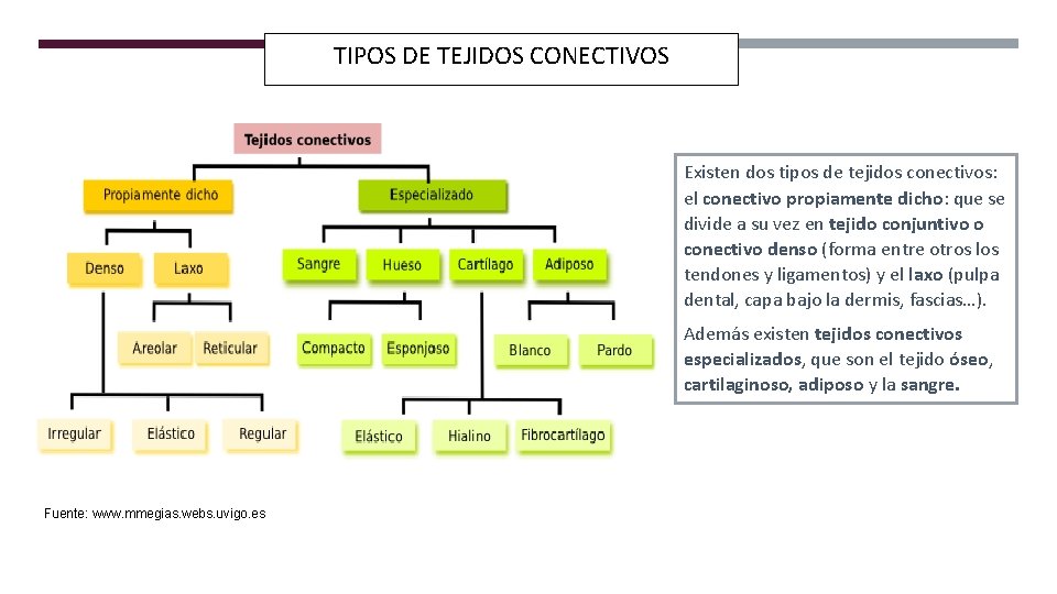 TIPOS DE TEJIDOS CONECTIVOS Existen dos tipos de tejidos conectivos: el conectivo propiamente dicho: