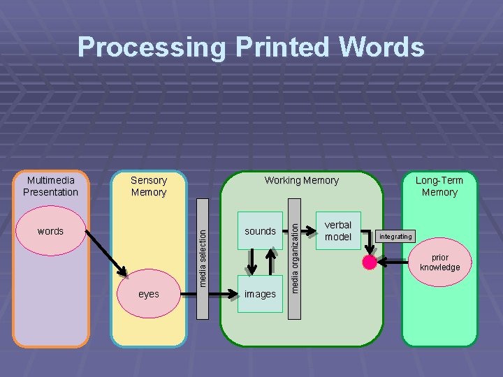 Processing Printed Words Sensory Memory media selection words Working Memory eyes sounds images media