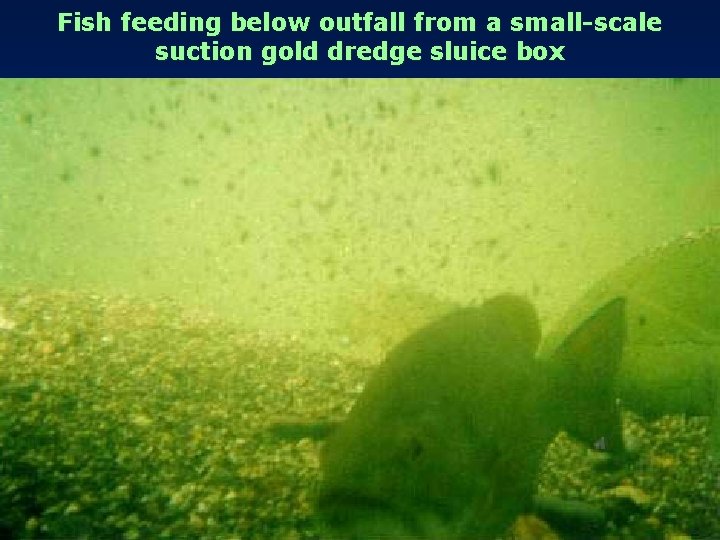 Fish feeding below outfall from a small-scale suction gold dredge sluice box 