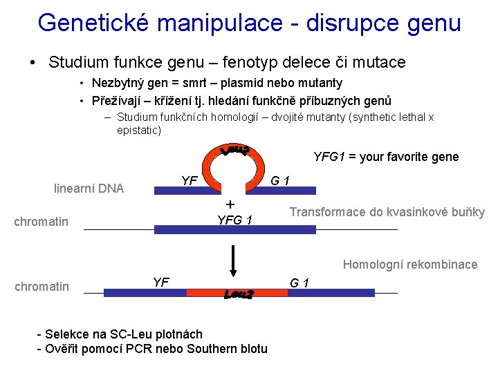 Genetické manipulace - disrupce genu • Studium funkce genu – fenotyp delece či mutace