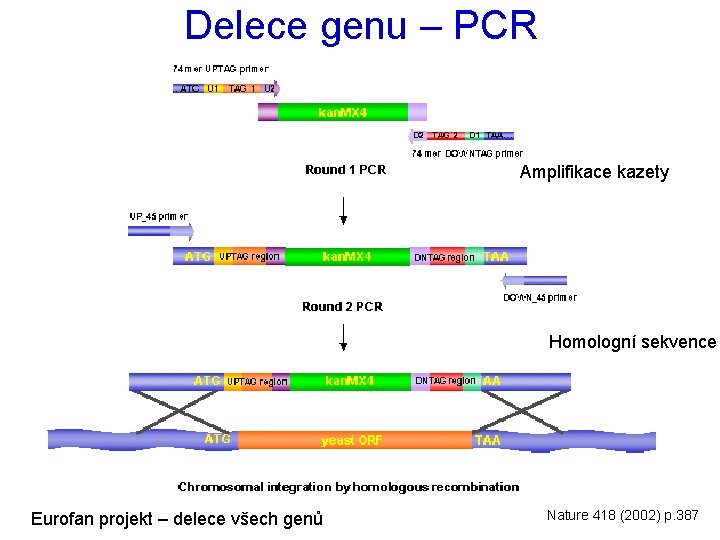 Delece genu – PCR Amplifikace kazety Homologní sekvence Eurofan projekt – delece všech genů