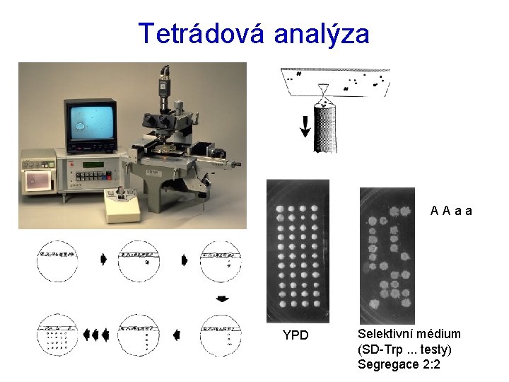 Tetrádová analýza AAaa YPD Selektivní médium (SD-Trp. . . testy) Segregace 2: 2 