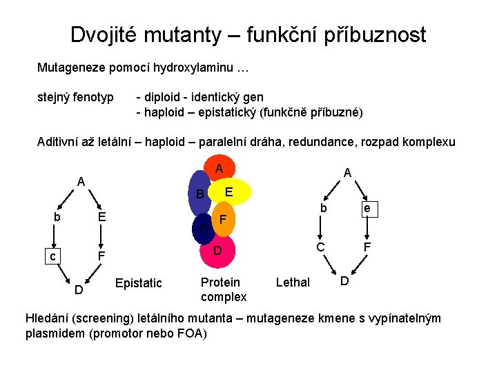 Dvojité mutanty – funkční příbuznost Mutageneze pomocí hydroxylaminu … stejný fenotyp - diploid -