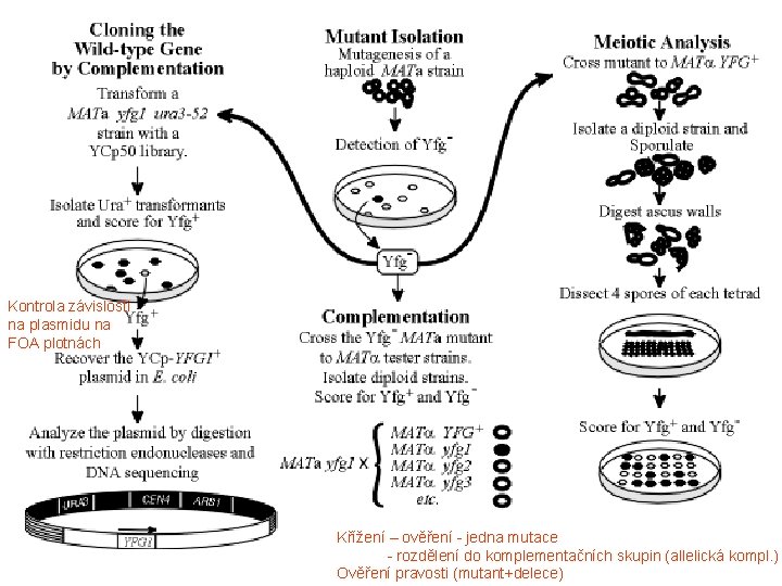 Kontrola závislosti na plasmidu na FOA plotnách Křížení – ověření - jedna mutace -