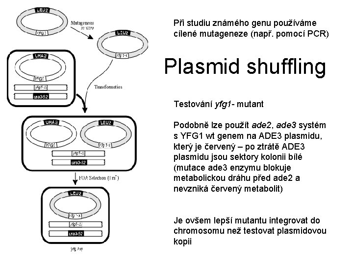 Při studiu známého genu používáme cílené mutageneze (např. pomocí PCR) Plasmid shuffling Testování yfg