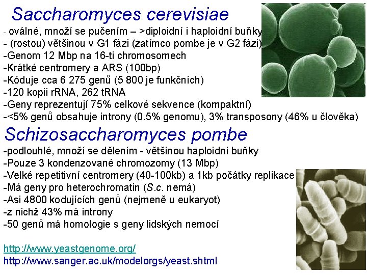 Saccharomyces cerevisiae - oválné, množí se pučením – >diploidní i haploidní buňky - (rostou)