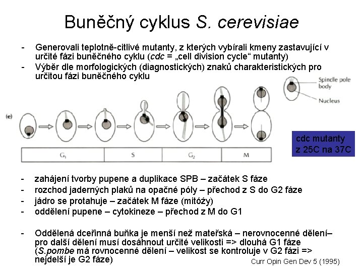 Buněčný cyklus S. cerevisiae - Generovali teplotně-citlivé mutanty, z kterých vybírali kmeny zastavující v