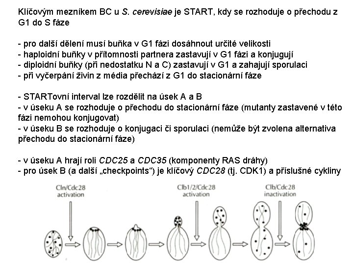 Klíčovým mezníkem BC u S. cerevisiae je START, kdy se rozhoduje o přechodu z