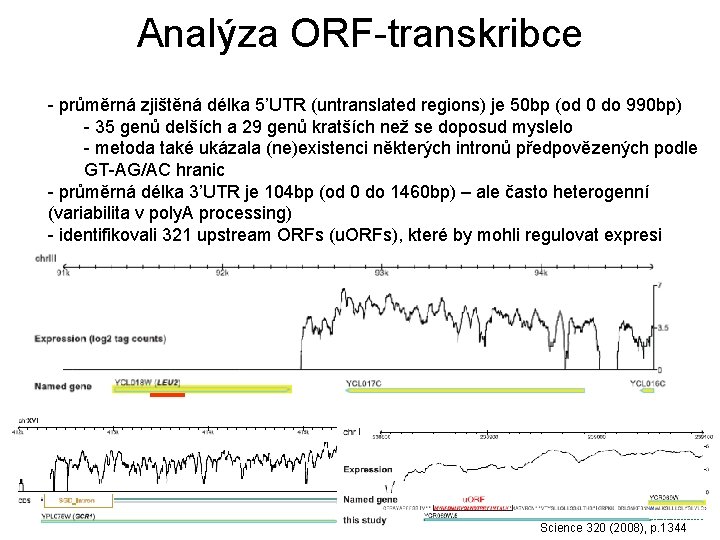 Analýza ORF-transkribce - průměrná zjištěná délka 5’UTR (untranslated regions) je 50 bp (od 0