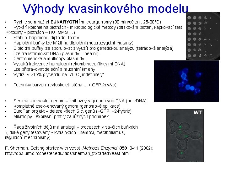 Výhody kvasinkového modelu • Rychle se množící EUKARYOTNÍ mikroorganismy (90 min/dělení, 25 -30°C) •