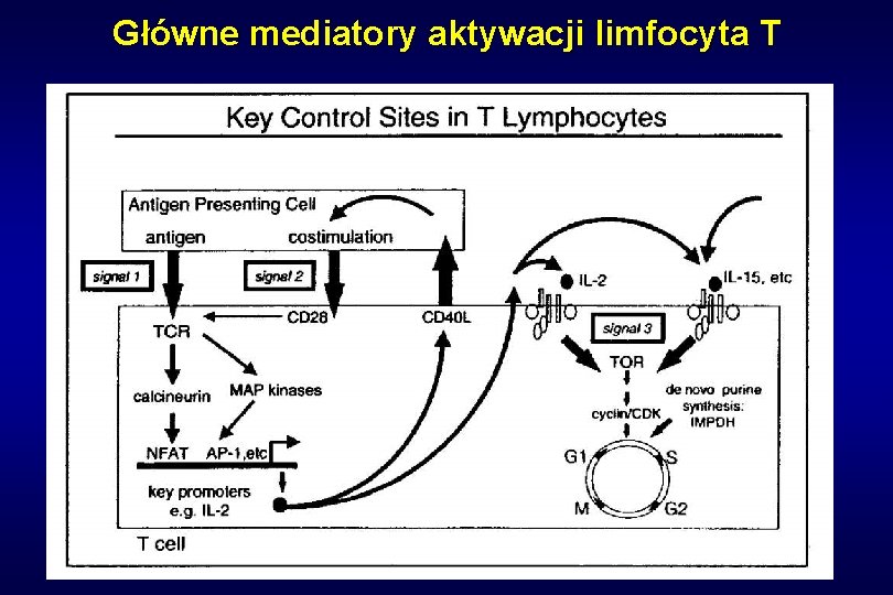 Główne mediatory aktywacji limfocyta T 