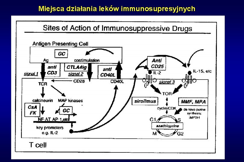 Miejsca działania leków immunosupresyjnych 