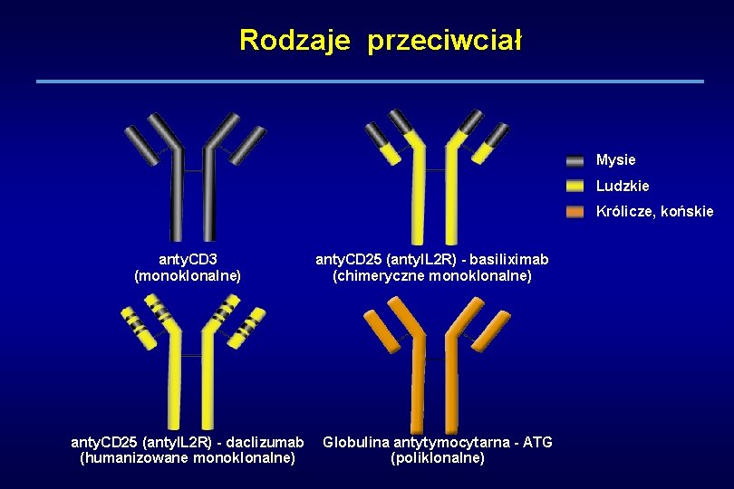 Rodzaje przeciwciał Mysie Ludzkie Królicze, końskie anty. CD 3 (monoklonalne) anty. CD 25 (anty.