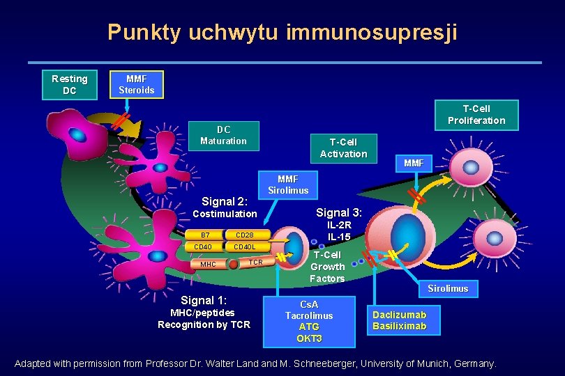 Punkty uchwytu immunosupresji Resting DC MMF Steroids T-Cell Proliferation DC Maturation T-Cell Activation MMF