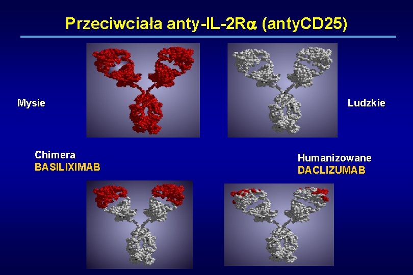 Przeciwciała anty-IL-2 R (anty. CD 25) Mysie Chimera BASILIXIMAB Ludzkie Humanizowane DACLIZUMAB 
