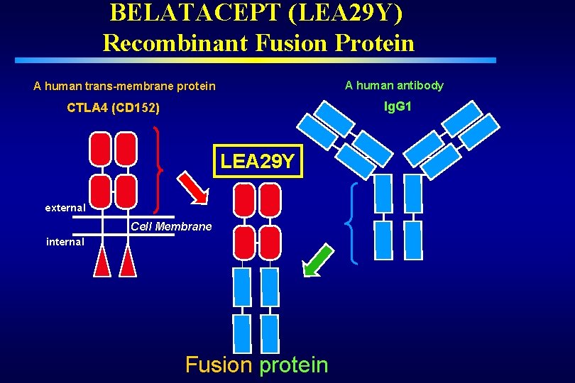 BELATACEPT (LEA 29 Y) Recombinant Fusion Protein A human antibody A human trans-membrane protein