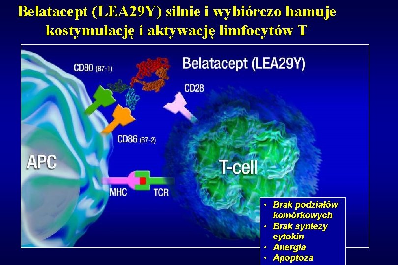 Belatacept (LEA 29 Y) silnie i wybiórczo hamuje kostymulację i aktywację limfocytów T •