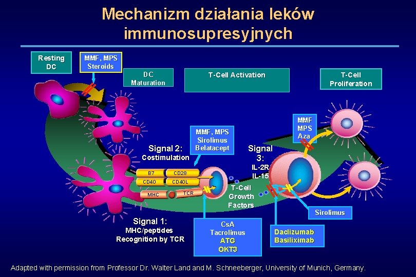 Mechanizm działania leków immunosupresyjnych Resting DC MMF, MPS Steroids DC Maturation T-Cell Activation MMF,